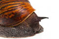 Achatina achatina achatina Ghana typ 2a adult import